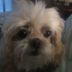 Meet your Posher, Gwen